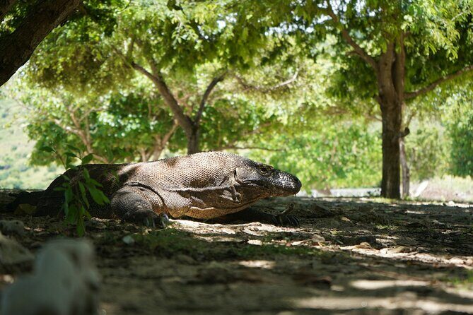 3 Days Deluxe Boat Private Cabin Sailing Trip in Komodo Island - Who Is This Trip Best For?