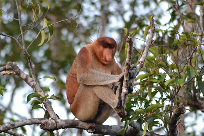 3 Days Deluxe Cabin Houseboat Orangutan Tanjung Puting - Tour Overview