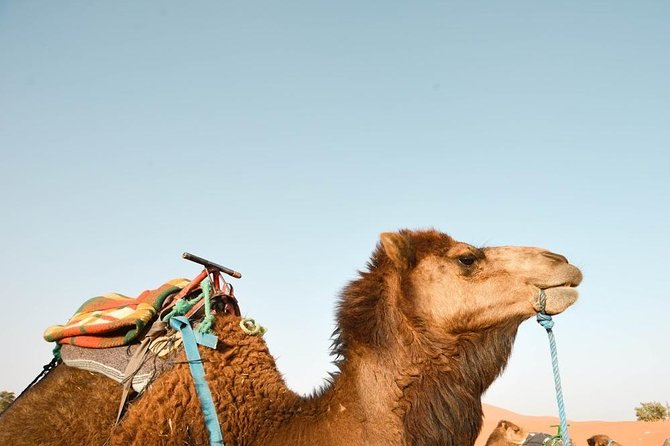 3 Days Desert Tour From Fes to Marrakech via Merzouga - Dietary Accommodations