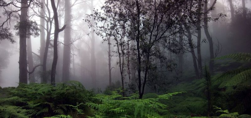 3 Days - Different Discovery Private Wildlife Tour - Wildlife Experience