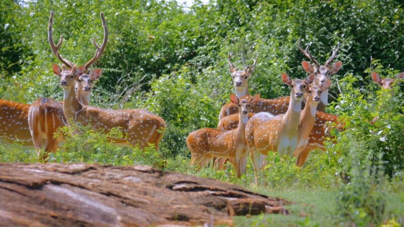 3 Days - Different Discovery Private Wildlife Tour - Additional Information