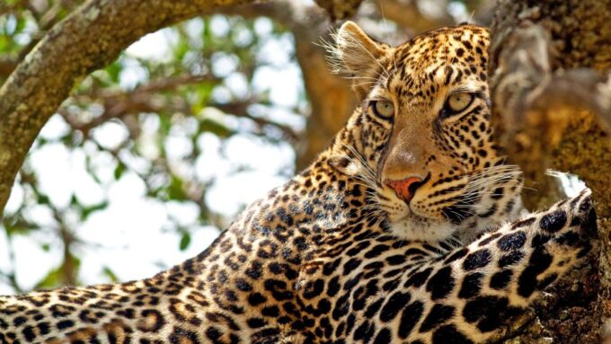 3 Days - Different Discovery Private Wildlife Tour - Frequently Asked Questions