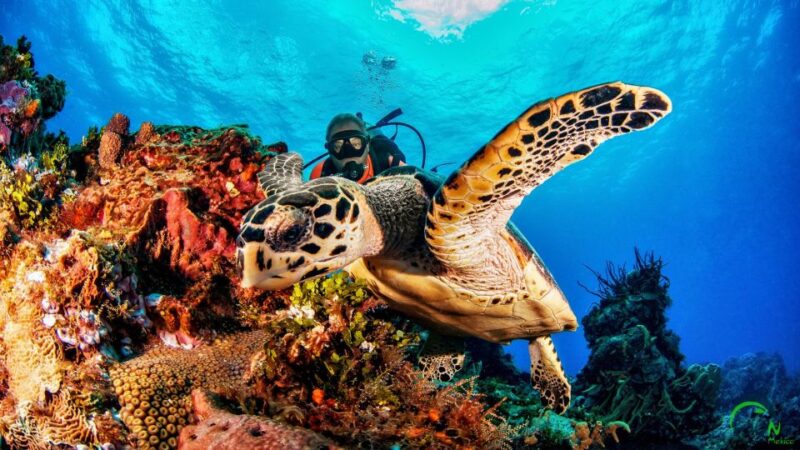 3 Days Discover Dive Package - Key Points