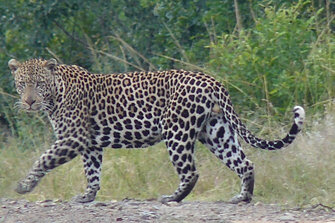 3 Days Durban Safari Tour Package - Pickup and Transfers