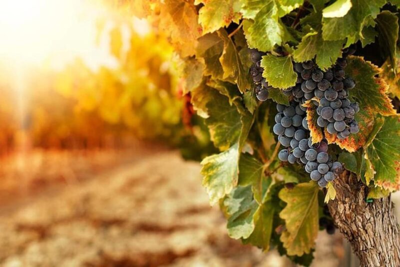 3-Days Essential Mendoza - Mountains & Wine! - Arrival and Excursions on Day 1