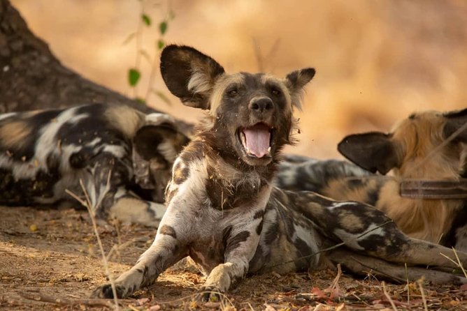 3 Days Explore Selous Game Reserve + Boat Safari + Bushman Walking - Inclusions