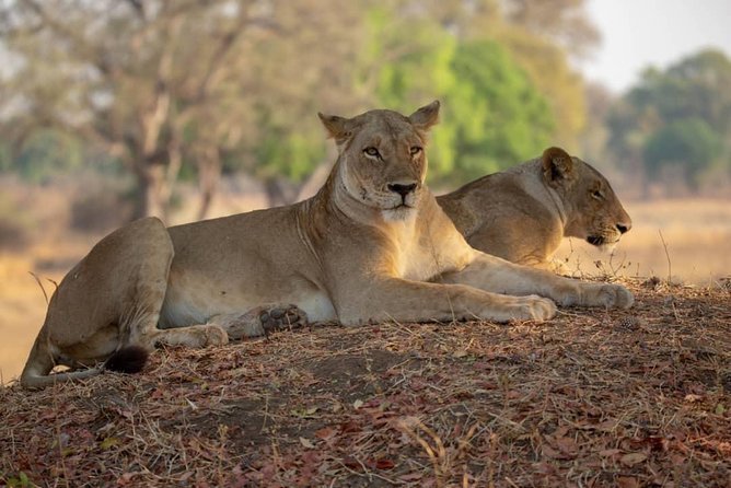 3 Days Explore Selous Game Reserve + Boat Safari + Bushman Walking - Pickup Information