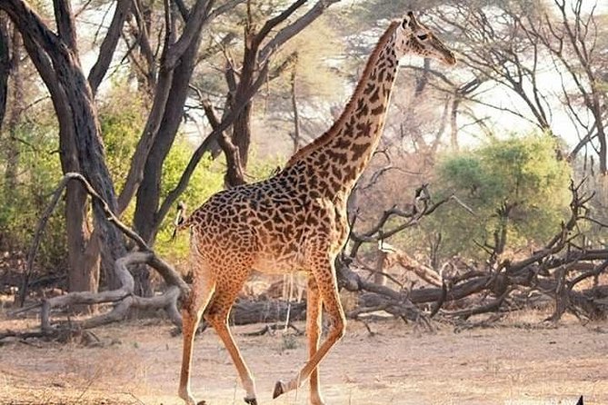 3 Days Explore Selous Game Reserve + Boat Safari + Bushman Walking - Cancellation and Reviews