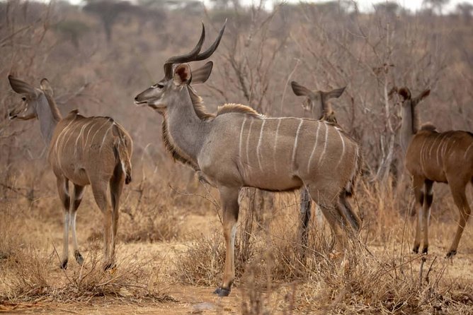 3 Days Explore Selous Game Reserve + Boat Safari + Bushman Walking - Day 2: Boat Safari and Bushman Walking