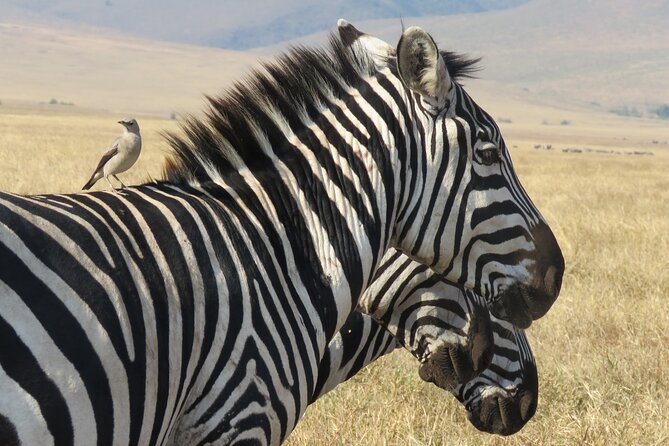 3 Days Exploring Serengeti & Ngorongoro Crater From Arusha - About the Tour Operator
