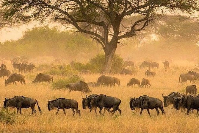 3 Days Fly in Safari - Included Amenities