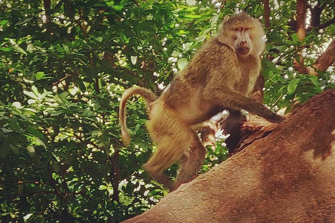 3 Days Fly in Safari - Meeting and Pickup