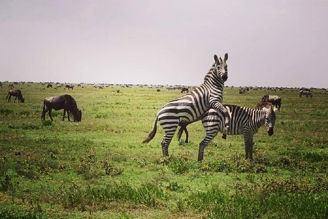 3 Days Fly in Safari - Additional Considerations