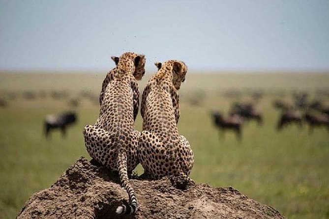 3 Days Fly in Safari - Safari Itinerary