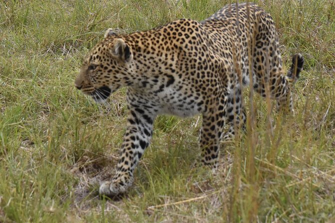 3 Days Gamedrive Safari In Masai Mara From Nairobi - Pricing and Cancellation