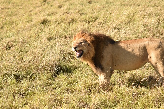 3 Days Gamedrive Safari In Masai Mara From Nairobi - Accommodation Options