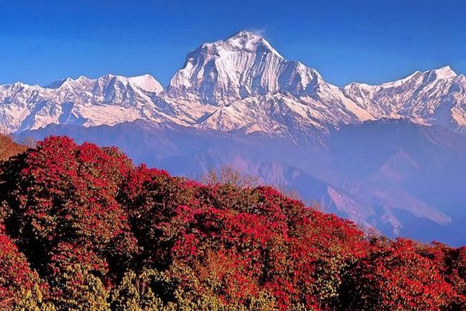 3 Days Ghorepani Poonhill Trek From Pokhara - Trek Overview and Highlights