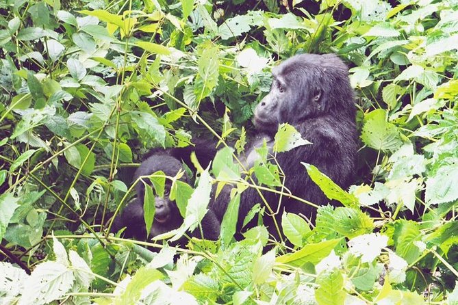 3 Days Gorilla Trekking Safari - Location and Operator