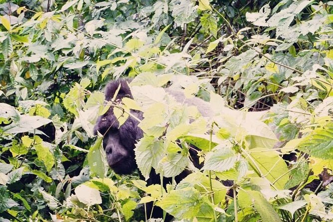 3 Days Gorilla Trekking Safari - Tour Reviews