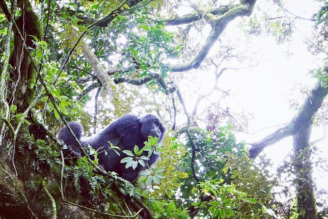 3 Days Gorilla Trekking Safari - Tour Schedule