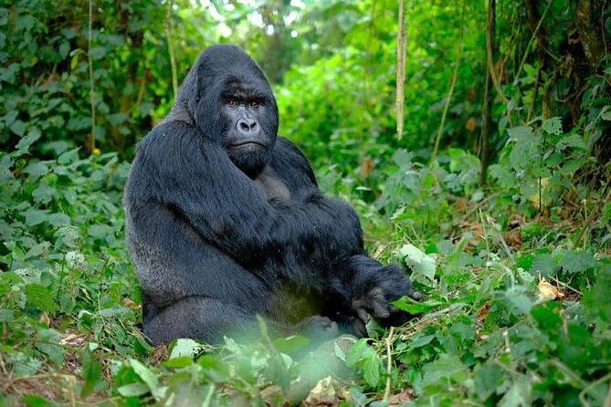3 Days Gorilla Trekking Safari Tour in Uganda - Pickup and Start Times