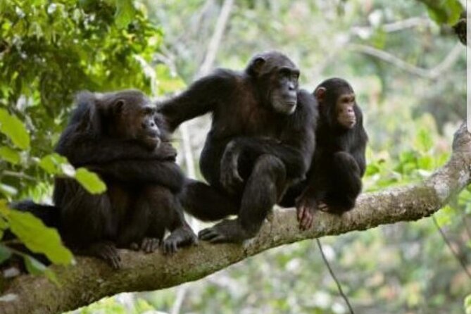 3 Days Gorilla Trekking Safari Tour in Uganda - Participant Recommendations