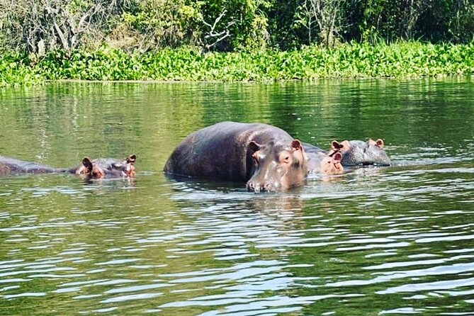 3 Days Gorilla Trekking Safari Tour in Uganda - Private Tour Experience