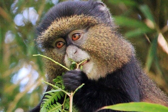 3 Days Gorilla Trekking Safari Tour in Uganda - Cancellation Policy