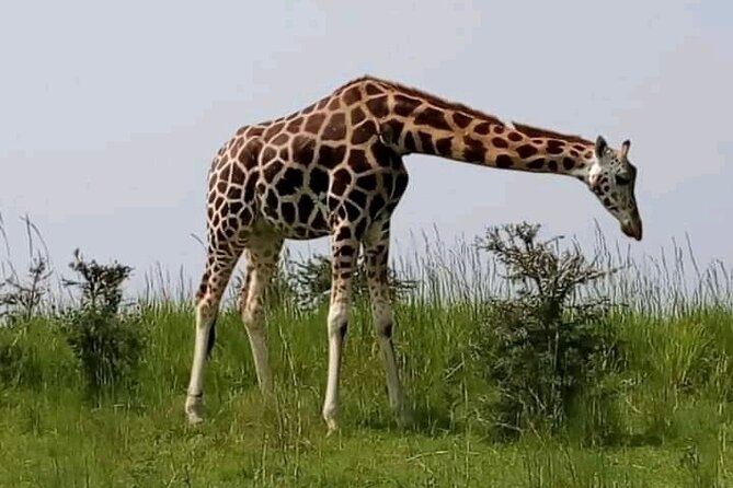 3 Days Gorilla Trekking Safari Tour in Uganda - Additional Information