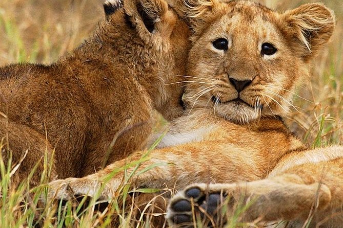 3 Days Group Joining Safari to Maasai Mara With a Land Cruiser Jeep - Optional Add-on Experiences