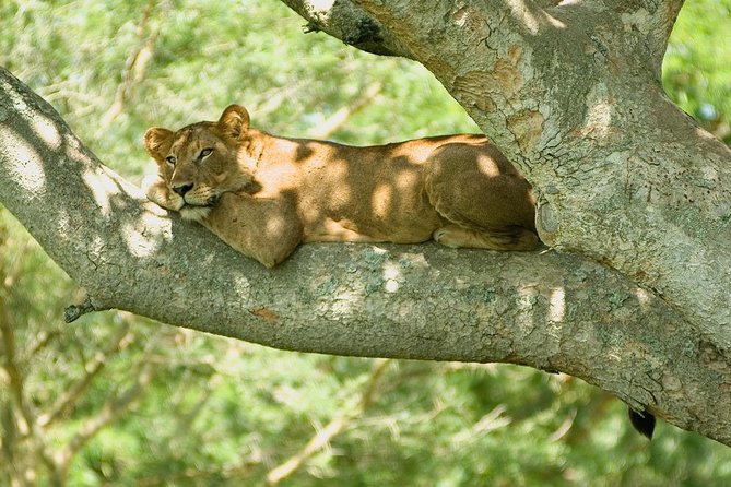 3 Days Group Safari To Queen Elizabeth Park In Uganda. - Key Points