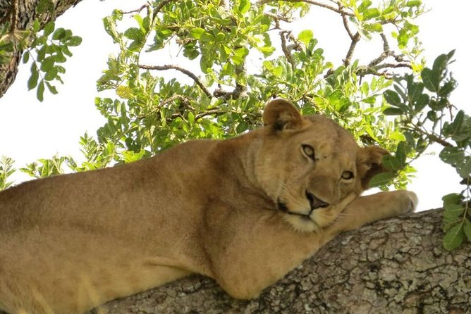 3 Days Group Safari To Queen Elizabeth Park In Uganda. - Inclusions