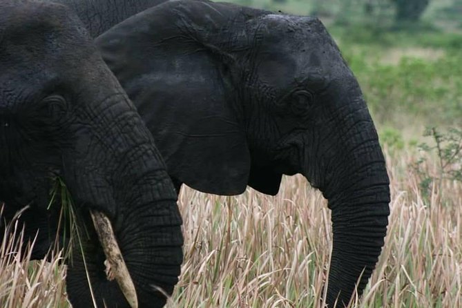 3 Days Group Safari To Queen Elizabeth Park In Uganda. - Exploring Queen Elizabeth National Park