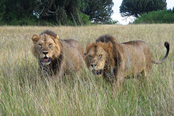 3 Days Group Safari To Queen Elizabeth Park In Uganda. - Glimpses of Wildlife