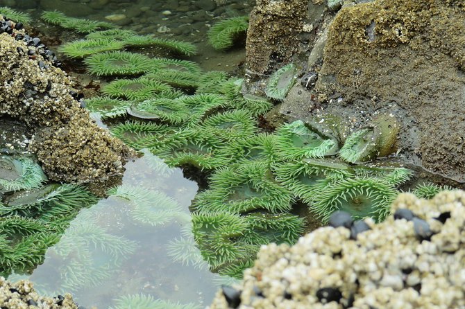 3 Days in Olympic National Park From Seattle: Silent Forest - Hoh Rainforest - Hiking Hurricane Ridge