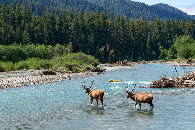 3 Days in Olympic National Park From Seattle: Silent Forest - Hoh Rainforest - Dining and Accommodations