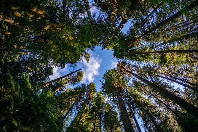 3 Days in Olympic National Park From Seattle: Silent Forest - Hoh Rainforest - Pickup and Dropoff Options
