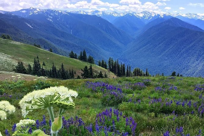 3 Days in Olympic National Park From Seattle: Silent Forest - Hoh Rainforest - Suitability and Reviews
