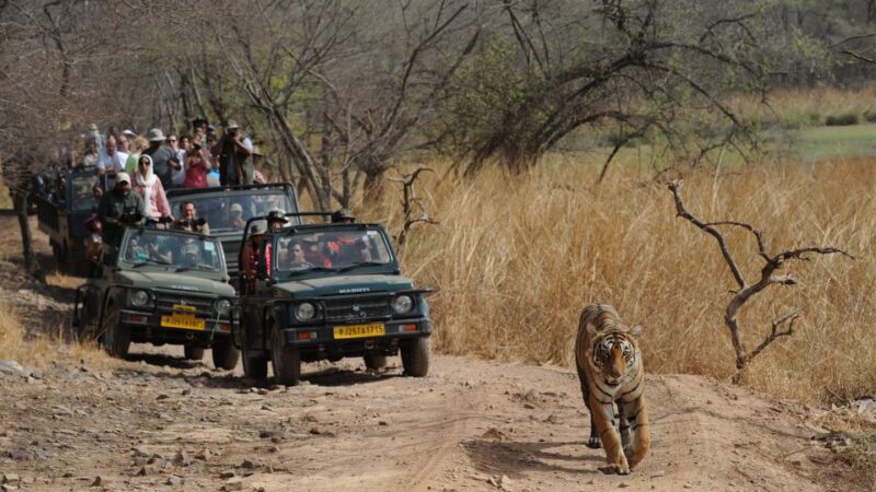 3 Days Jaipur Tour With Ranthambore National Park - Experience Highlights