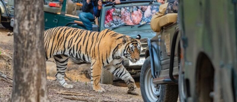 3 Days Jaipur Tour With Ranthambore National Park - Entrance Fees Covered