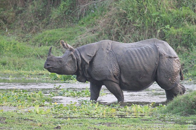 3 Days Jungle Safari in Chitwan National Park - Meeting and Pickup