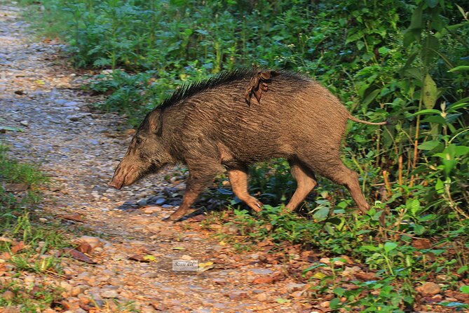 3 Days Jungle Safari in Chitwan National Park - Frequently Asked Questions