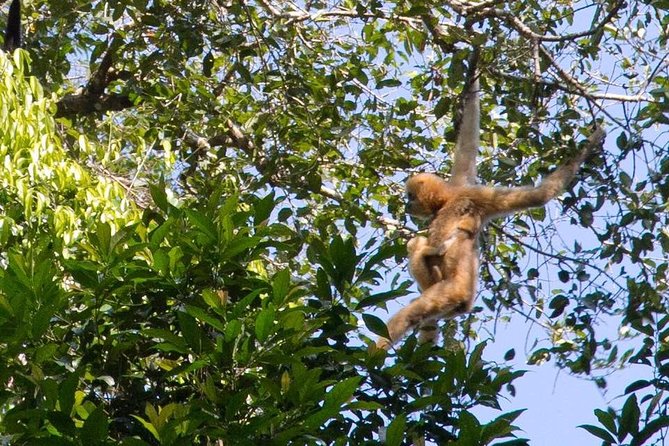 3 Days Jungle Trek in Virachey Forest - Age and Accessibility