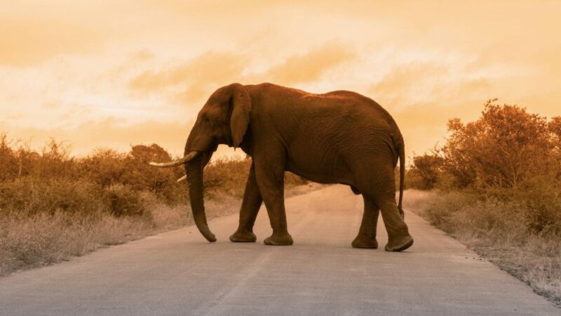 3 Days Kruger Safari From Johannesburg - Overview of the Safari