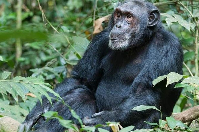 3 Days Lake Bunyonyi and Gorilla Trekking Tour in Uganda - Accessibility and Transportation