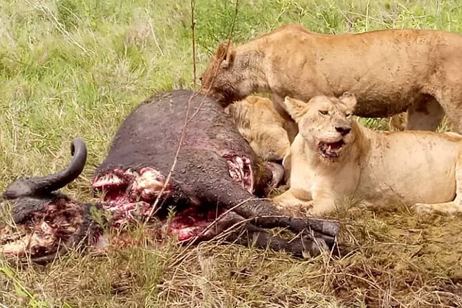 3 Days Lake Manyara, Ngorogoro Crater, Tarangire National Park - Wildlife Sightings