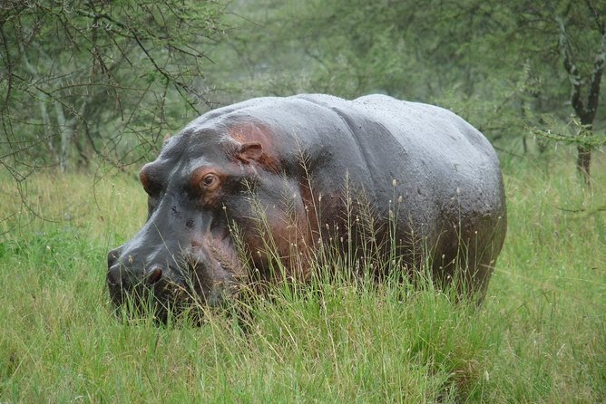 3 Days Lodge Safari - Review Highlights