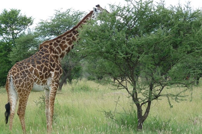 3 Days Lodge Safari - Recap
