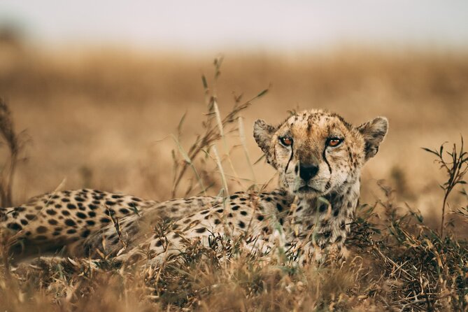 3-Days Lodge Safari in Tarangire, Ngorongoro Crater & Lake Manyara - Pickup and Meeting