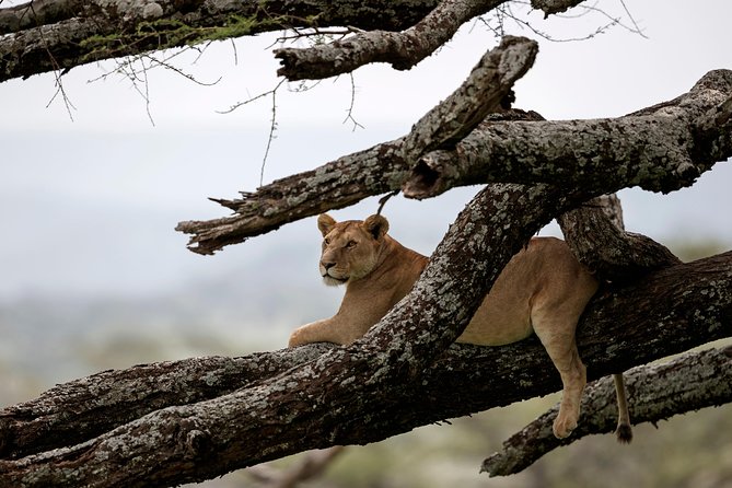 3 Days Luxury Lodge Safari in Tanzania - Key Points